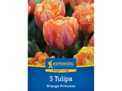 Kiepenkerl Spaten|Blumenzwiebel Gefüllte späte Tulpe Orange Princess 5 Stück