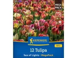 Blumenzwiebel Mega-Pack Einfache späte Tulpen Sea of Lights 12 Stück*Kiepenkerl Clearance
