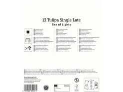 Blumenzwiebel Mega-Pack Einfache späte Tulpen Sea of Lights 12 Stück*Kiepenkerl Clearance