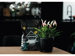 ® Pflanzsubstrat Blackstone Pon 12 l Schwarz*Lechuza Clearance