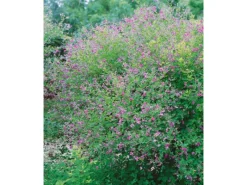 Spaten|Gartenscheren|Lespedeza Bicolor Buschklee 30-40 cm