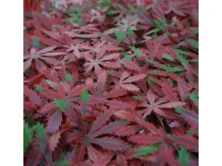 MCW Balkonsichtschutz|Wandfliese L78 - Ahorn