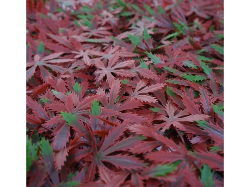 MCW Balkonsichtschutz|Wandfliese L78 - Ahorn