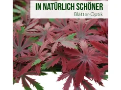 MCW Balkonsichtschutz|Wandfliese L78 - Ahorn