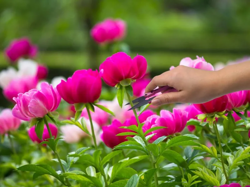 Kinder Kinder-Gartengeräte|Baumscheren|Mini Blütenschere 103 cm