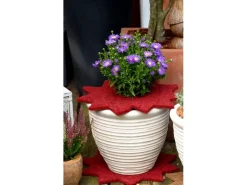 Proflora Weitere Gartenhelfer|Mulchscheibe Stern Ø 37 cm