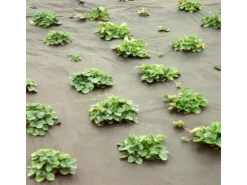 Mulchvlies Profirolle*Noor