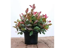 Photinia Fraseri Little Red Robin Glanzmispel Rot 40–60 cm* Discount
