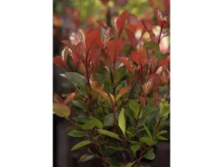 Photinia Fraseri Little Red Robin Glanzmispel Rot 40–60 cm* Discount