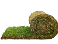 Rasenwalze|Gartenwalze|Premium-Rollrasen Bestellmenge 50 m²