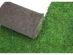 Rasenwalze|Gartenwalze|Premium-Rollrasen Bestellmenge 50 m²