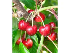 Prunus Avium Burlat Süßkirsche CAC 150-200cm* New