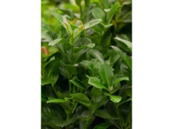 Prunus laurocerasus 'Etna' -R- 40-60 cm* Best