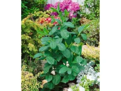 Prunus laurocerasus 'Etna' -R- 40-60 cm* Best