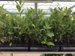 Prunus laurocerasus 'Novita' ca. 9x9 cm Topf 30-40cm* New