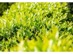 Prunus laurocerasus 'Novita' ca. 9x9 cm Topf 30-40cm* New