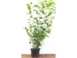 Prunus laurocerasus 'Novita' 100-120 cm* Hot