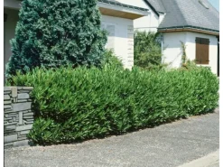 Prunus laurocerasus 'Otto Luyken' 40-50 cm* Sale