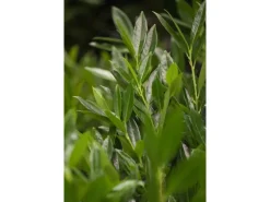 Prunus laurocerasus 'Otto Luyken' 40-50 cm* Sale