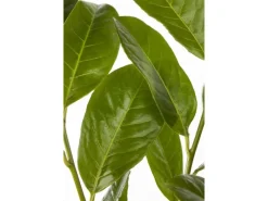 Prunus laurocerasus 'Rotundifolia' 100-125 cm* Discount