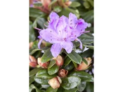 Rhododendron Impeditum Blue Tit Zwerg-Rhododendron Blau 15–20 cm* Discount