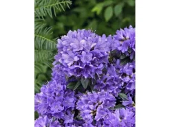 Rhododendron Impeditum Blue Tit Zwerg-Rhododendron Blau 15–20 cm* Discount
