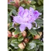 Rhododendron Impeditum Moerheim Zwerg-Rhododendron Lila 20–25 cm* Discount