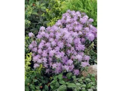 Rhododendron Impeditum Moerheim Zwerg-Rhododendron Lila 20–25 cm* Discount