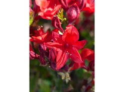 Rhododendron Luteum Royal Command Gelb 60 cm Stammhöhe* New