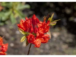 Rhododendron Luteum Royal Command Gelb 60 cm Stammhöhe* New