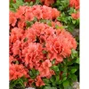 Rhododendron Obt. Geisha Orange Orange Blüten 25–30 cm* Hot
