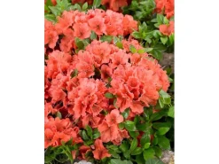 Rhododendron Obt. Geisha Orange Orange Blüten 25–30 cm* Hot