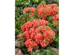 Rhododendron Obt. Geisha Orange Orange Blüten 25–30 cm* Hot