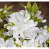 Rhododendron Obtusum Palestrina Weiß 15–20 cm*