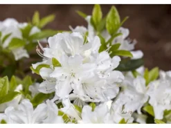 Rhododendron Obtusum Palestrina Weiß 15–20 cm*