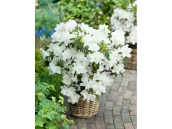 Rhododendron Obtusum Palestrina Weiß 15–20 cm*