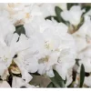 Rhododendron Roxieanum Var. Oreonastes Immergrün 30–40 cm* New