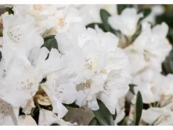 Rhododendron Roxieanum Var. Oreonastes Immergrün 30–40 cm* New