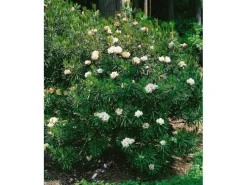 Rhododendron Roxieanum Var. Oreonastes Immergrün 30–40 cm* New