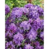 Rhododendron Russatum Gletschernacht Dunkelviolett 30–40 cm*