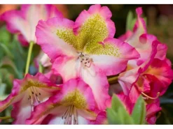 Rhododendron Viscosum Quiet Thoughts Sumpf-Rhododendron 30–40 cm* Sale