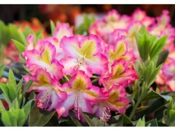 Rhododendron Viscosum Quiet Thoughts Sumpf-Rhododendron 30–40 cm* Sale