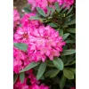 Rhododendron Williamsianum Lissabon Rosa Blüten 40–50 cm* Online