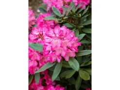 Rhododendron Williamsianum Lissabon Rosa Blüten 40–50 cm* Online