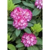 Rhododendron Yakushimanum Tatjana Rosa Blüten 25–30 cm* Outlet