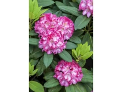 Rhododendron Yakushimanum Tatjana Rosa Blüten 25–30 cm* Outlet