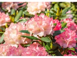 Rhododendron Yakushimanum Tatjana Rosa Blüten 25–30 cm* Outlet