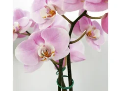 Ringbinder 2 cm Ø 30 Stück* Best