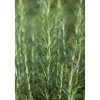 Rosmarinus Officinalis Arp Rosmarin Winterhart Ca. 9x9 cm Topf* Clearance