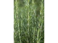 Rosmarinus Officinalis Arp Rosmarin Winterhart Ca. 9x9 cm Topf* Clearance